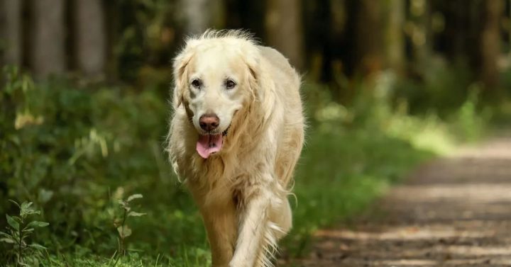 Arthritis & Joint Mobility Issues in Dogs