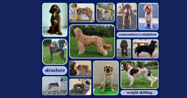 EOI for Practice Canine Fitness Clients