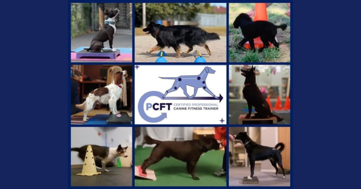 EOI for Practice Canine Fitness Clients –  Round 2